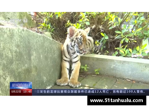 广东华南虎主场再胜浙江广厦，稳压榜首位置
